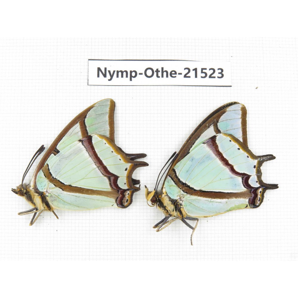 Polyura narcaea ssp. China, Yunnan, Dali area, S of Mt.Cangshan. 2M. Nymp-Othe-21523.
