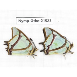 Polyura narcaea ssp. China, Yunnan, Dali area, S of Mt.Cangshan. 2M. Nymp-Othe-21523.