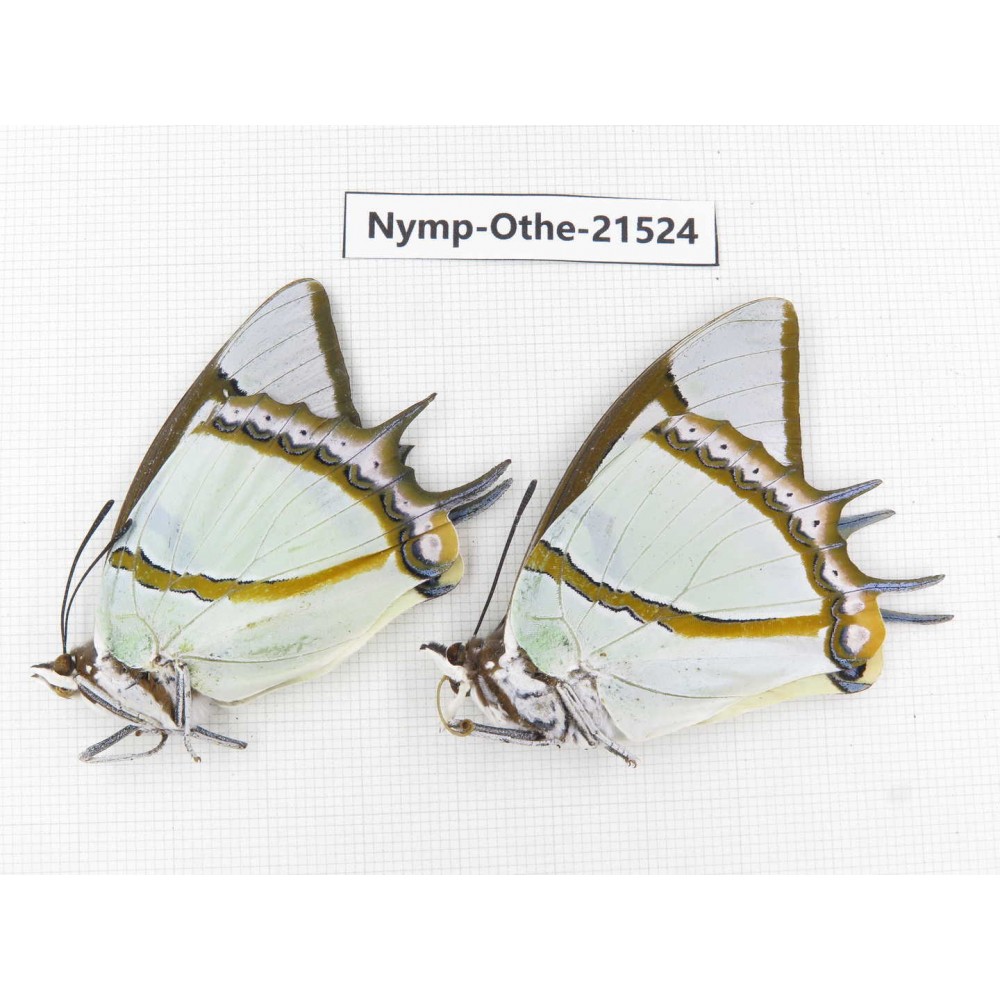 Polyura eudamippus ssp. China, Yunnan, Dali area, S of Mt.Cangshan. 2M. Nymp-Othe-21524.