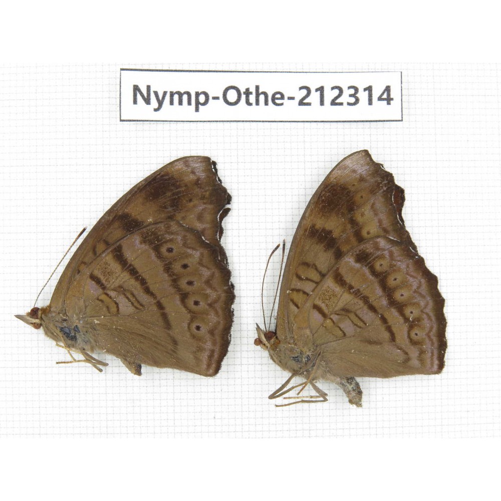 Pseudergolis wedah ssp. China, Yunnan, Dehong area, Longchuan county. 2M. Nymp-Othe-212314.