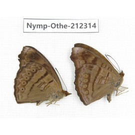 Pseudergolis wedah ssp. China, Yunnan, Dehong area, Longchuan county. 2M. Nymp-Othe-212314.