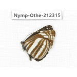 Neptis sappho ssp. China, Yunnan, Dehong area, Longchuan county. 1M. Nymp-Othe-212315.