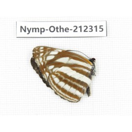 Neptis sappho ssp. China, Yunnan, Dehong area, Longchuan county. 1M. Nymp-Othe-212315.