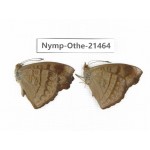Pseudergolis wedah ssp. China, Yunnan, Dehong area, Yingjiang county. 2M. Nymp-Othe-21464.