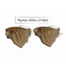 Pseudergolis wedah ssp. China, Yunnan, Dehong area, Yingjiang county. 2M. Nymp-Othe-21464.