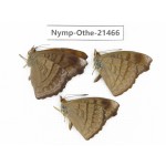 Pseudergolis wedah ssp. China, Yunnan, Dehong area, Yingjiang county. 3M. Nymp-Othe-21466.