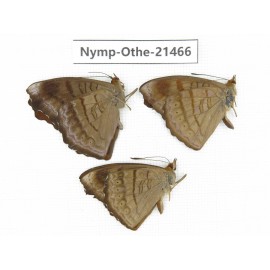 Pseudergolis wedah ssp. China, Yunnan, Dehong area, Yingjiang county. 3M. Nymp-Othe-21466.