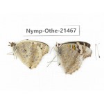 Junonia arithya ssp. China, Yunnan, Dehong area, Yingjiang county. 2M. Nymp-Othe-21467.
