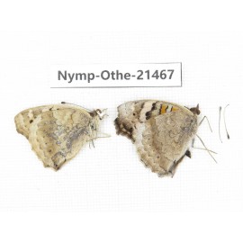 Junonia arithya ssp. China, Yunnan, Dehong area, Yingjiang county. 2M. Nymp-Othe-21467.