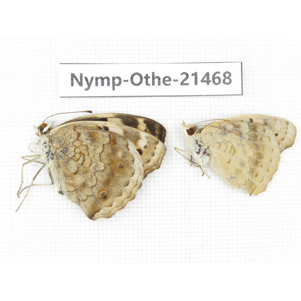 Junonia arithya ssp. China, Yunnan, Dehong area, Yingjiang county. 2M. Nymp-Othe-21468.