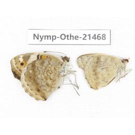 Junonia arithya ssp. China, Yunnan, Dehong area, Yingjiang county. 2M. Nymp-Othe-21468.