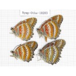 Cethosia biblis ssp. China, Yunnan, Kunming, Dongchuan. 4M. Nymp-Othe-18283.
