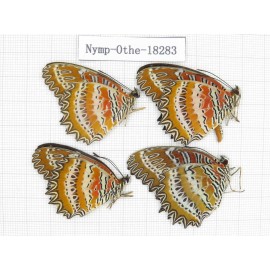 Cethosia biblis ssp. China, Yunnan, Kunming, Dongchuan. 4M. Nymp-Othe-18283.