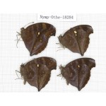 Junonia iphita ssp. China, Yunnan, Kunming, Dongchuan. 4M. Nymp-Othe-18284.