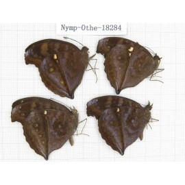 Junonia iphita ssp. China, Yunnan, Kunming, Dongchuan. 4M. Nymp-Othe-18284.