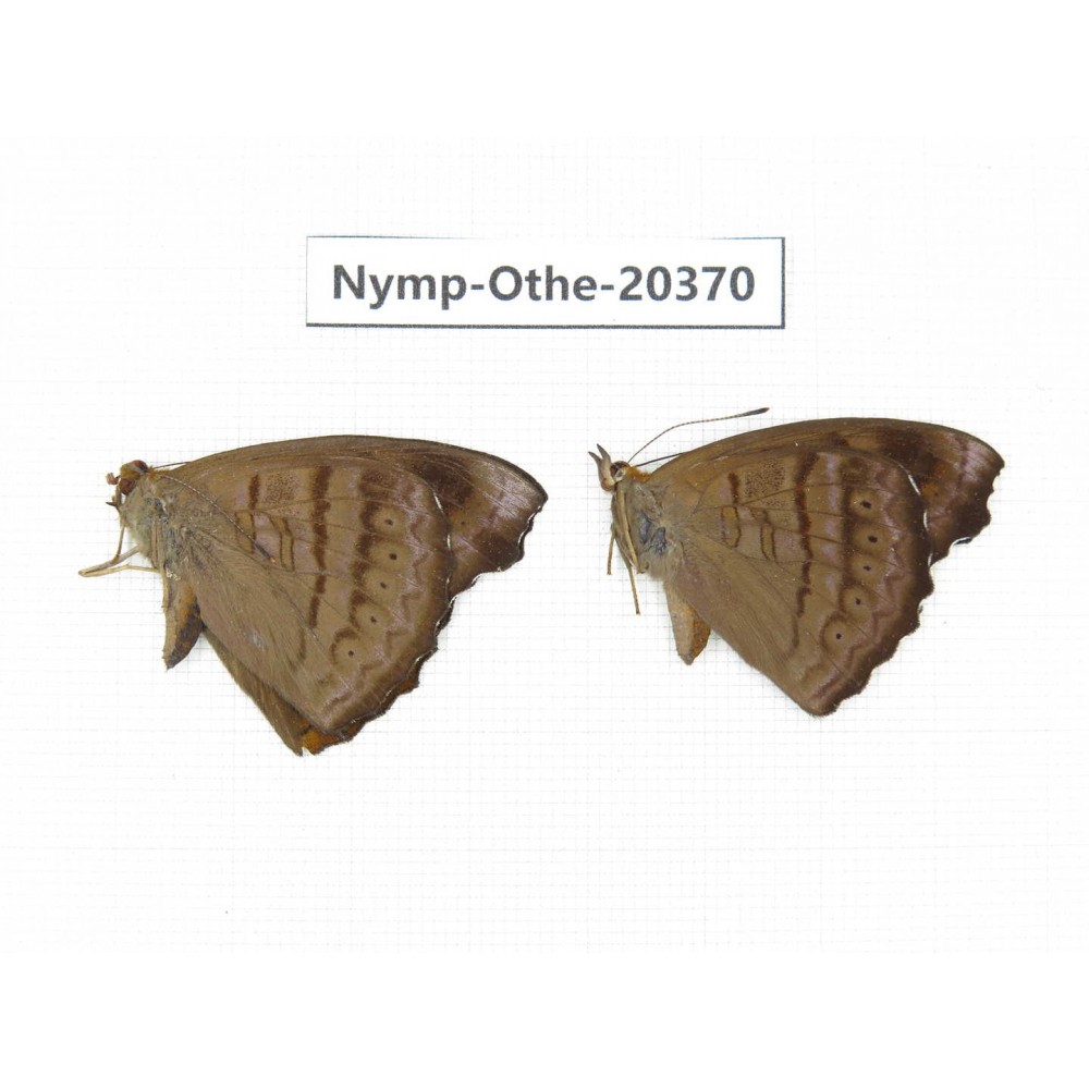 Pseudergolis wedah ssp. China, Yunnan, Kunming, Dongchuan. 2M. Nymp-Othe-20370.