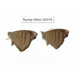 Pseudergolis wedah ssp. China, Yunnan, Kunming, Dongchuan. 2M. Nymp-Othe-20370.