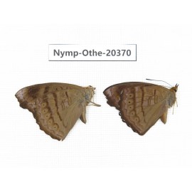 Pseudergolis wedah ssp. China, Yunnan, Kunming, Dongchuan. 2M. Nymp-Othe-20370.