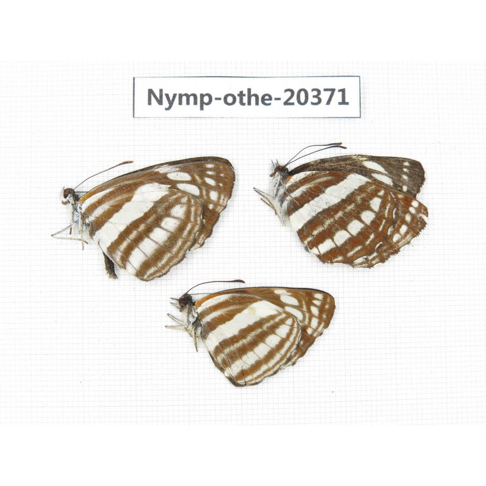 Neptis sappho ssp. China, Yunnan, Kunming, Dongchuan. 3M. Nymp-Othe-20371.