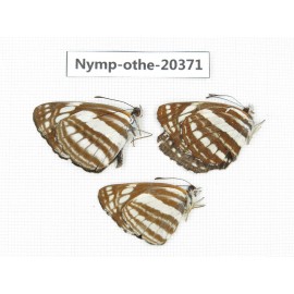 Neptis sappho ssp. China, Yunnan, Kunming, Dongchuan. 3M. Nymp-Othe-20371.