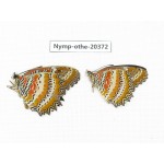 Cethosia biblis ssp. China, Yunnan, Kunming, Dongchuan. 2M. Nymp-Othe-20372.
