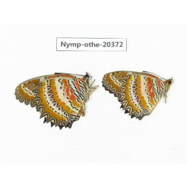 Cethosia biblis ssp. China, Yunnan, Kunming, Dongchuan. 2M. Nymp-Othe-20372.