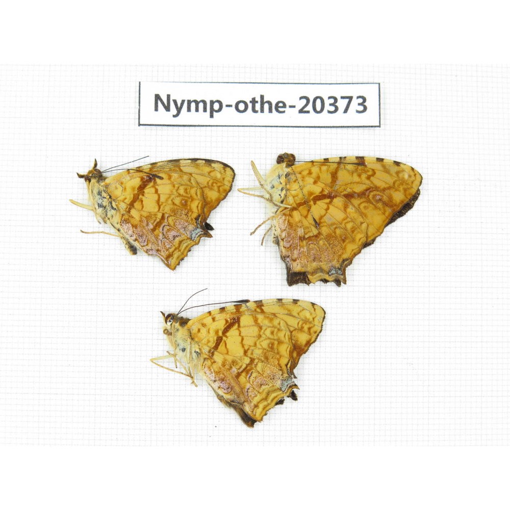 Symbrenthia lilaea ssp. China, Yunnan, Kunming, Dongchuan. 3M. Nymp-Othe-20373.