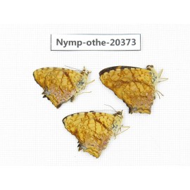 Symbrenthia lilaea ssp. China, Yunnan, Kunming, Dongchuan. 3M. Nymp-Othe-20373.