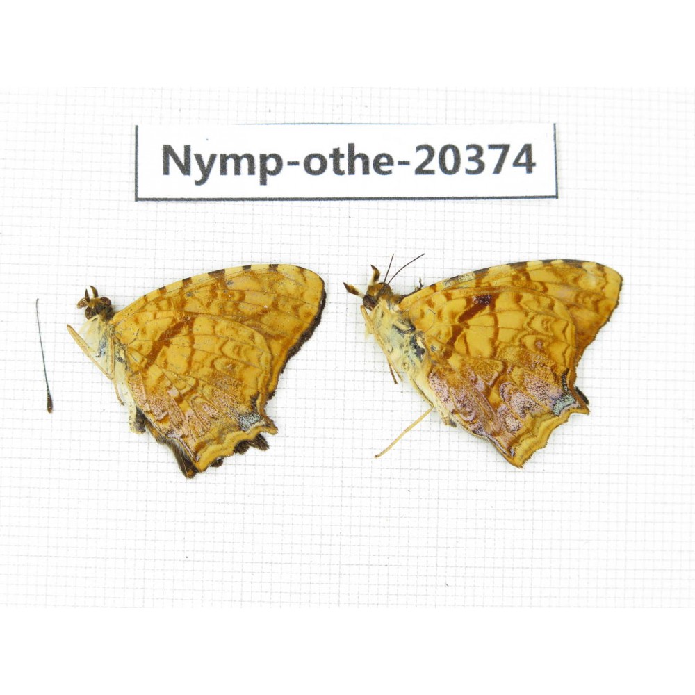 Symbrenthia lilaea ssp. China, Yunnan, Kunming, Dongchuan. 2M. Nymp-Othe-20374.