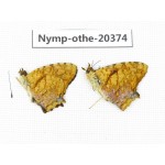 Symbrenthia lilaea ssp. China, Yunnan, Kunming, Dongchuan. 2M. Nymp-Othe-20374.
