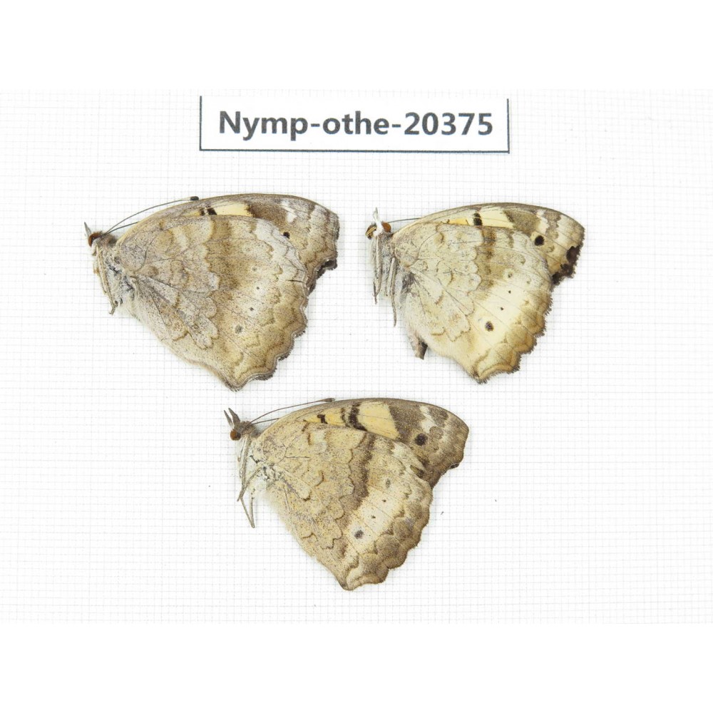 Junonia arithya ssp. China, Yunnan, Kunming, Dongchuan. 3M. Nymp-Othe-20375.