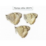 Junonia arithya ssp. China, Yunnan, Kunming, Dongchuan. 3M. Nymp-Othe-20375.
