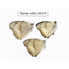 Junonia arithya ssp. China, Yunnan, Kunming, Dongchuan. 3M. Nymp-Othe-20375.