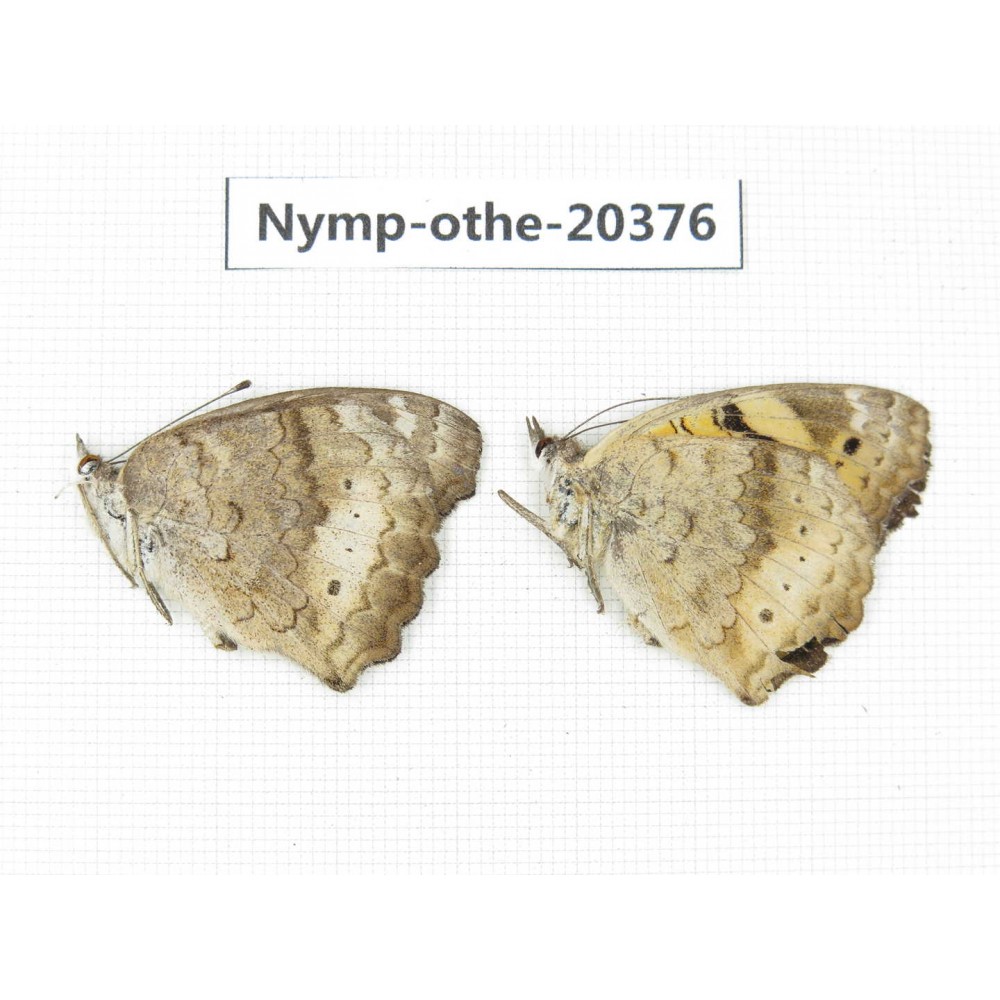 Junonia arithya ssp. China, Yunnan, Kunming, Dongchuan. 2M. Nymp-Othe-20376.