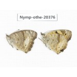 Junonia arithya ssp. China, Yunnan, Kunming, Dongchuan. 2M. Nymp-Othe-20376.