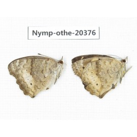 Junonia arithya ssp. China, Yunnan, Kunming, Dongchuan. 2M. Nymp-Othe-20376.