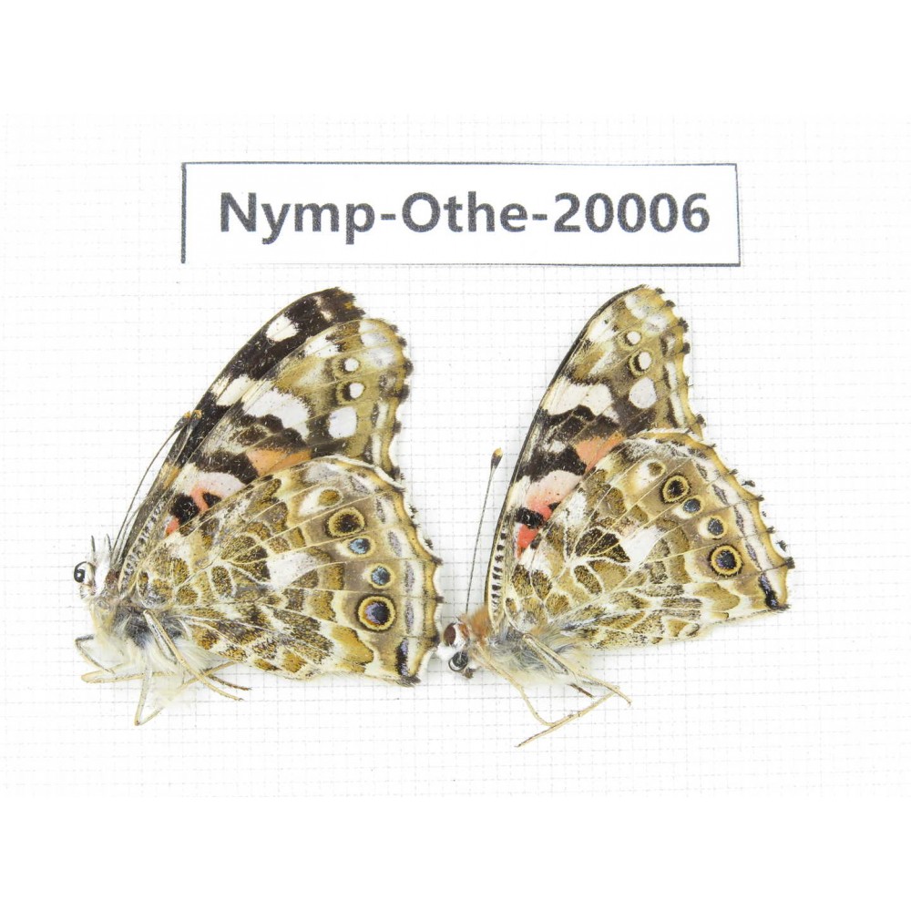 Vanessa cardui ssp. China, Yunnan, Lijiang, C of Mt.Yunling. 2M. Nymp-Othe-20006.