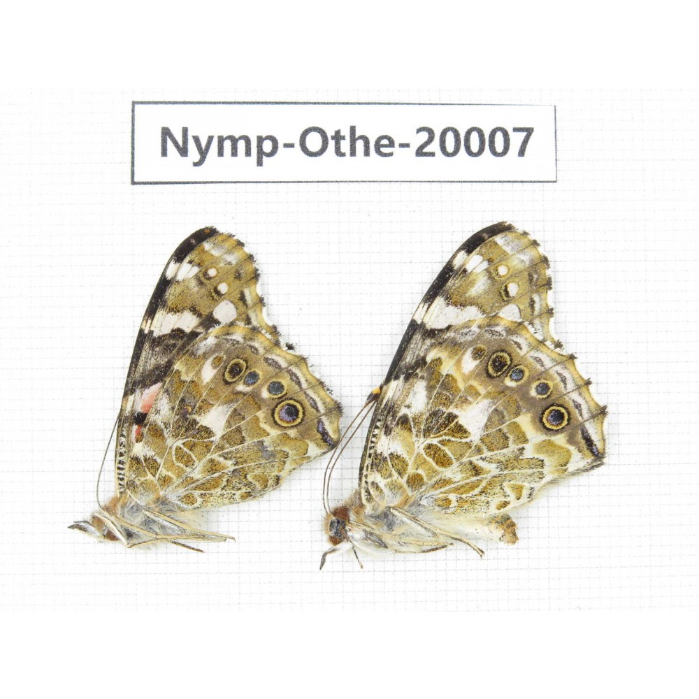 Vanessa cardui ssp. China, Yunnan, Lijiang, C of Mt.Yunling. 2M. Nymp-Othe-20007.