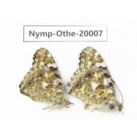 Vanessa cardui ssp. China, Yunnan, Lijiang, C of Mt.Yunling. 2M. Nymp-Othe-20007.