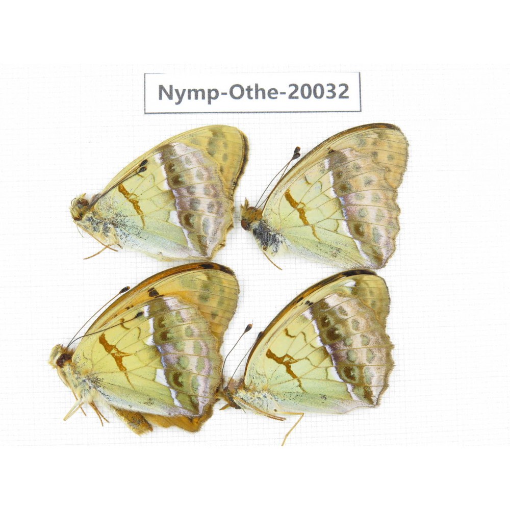 Argyronome laodice ssp. China, Yunnan, Lijiang, C of Mt.Yunling. 4M. Nymp-Othe-20032.