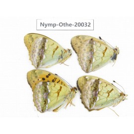 Argyronome laodice ssp. China, Yunnan, Lijiang, C of Mt.Yunling. 4M. Nymp-Othe-20032.