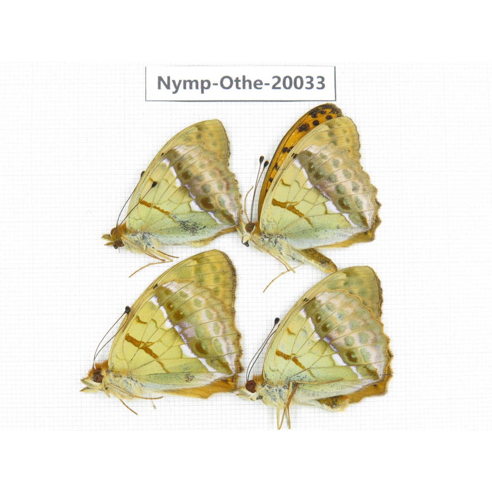 Argyronome laodice ssp. China, Yunnan, Lijiang, C of Mt.Yunling. 4M. Nymp-Othe-20033.
