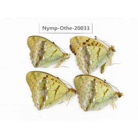 Argyronome laodice ssp. China, Yunnan, Lijiang, C of Mt.Yunling. 4M. Nymp-Othe-20033.
