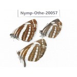 Neptis hylas ssp. China, Yunnan, Lijiang, C of Mt.Yunling. 3M. Nymp-Othe-20057.