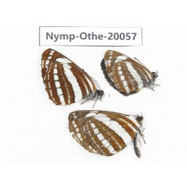 Neptis hylas ssp. China, Yunnan, Lijiang, C of Mt.Yunling. 3M. Nymp-Othe-20057.