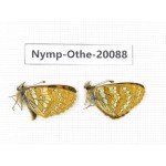 Melitaea jezabel. China, Yunnan, Lijiang, N of Mt. Yunling. 2M. Nymp-Othe-20088.
