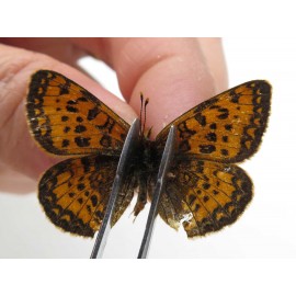 Melitaea jezabel. China, Yunnan, Lijiang, N of Mt. Yunling. 2M. Nymp-Othe-20088.