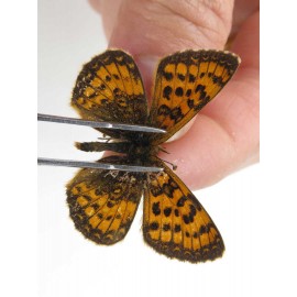 Melitaea jezabel. China, Yunnan, Lijiang, N of Mt. Yunling. 2M. Nymp-Othe-20088.
