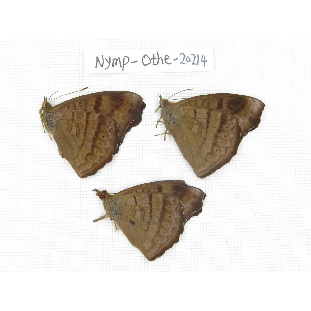 Pseudergolis wedah ssp. China, Yunnan, Nujiang county, N of Nujiang valley. 3M. Nymp-Othe-20214.