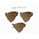Pseudergolis wedah ssp. China, Yunnan, Nujiang county, N of Nujiang valley. 3M. Nymp-Othe-20214.
